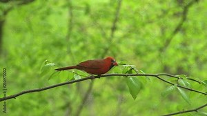 Northern Cardinal Perches in Tree and Flies Away (slow motion) Stock Video