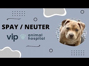 VIP Animal Hospital | Spay/Neuter