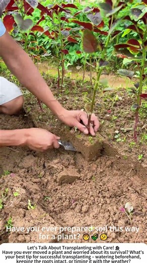 Cutting the Root Ball – A Gentle Start for a New Home 🌱🧑‍🌾