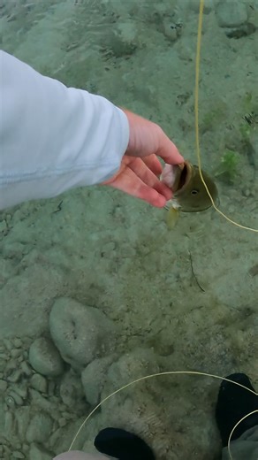 Things got pretty chaotic on this fish. Halfway through the fight, the reel came off the rod and I had to hand-line the bass the rest of the way in. Sometimes the wild ones are the most memorable. Full-length version is available on my YouTube channel. I also have branded hats and fly boxes available on my Amazon storefront. ___________ #flyfishing #bassfishing #fishing #largemouthbass #fishinglife