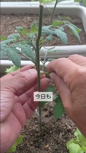 4/12【ミニトマト】手入れ 植付け後は こうして手入れをすれば成長が早く大きく育って収穫が早くなります
