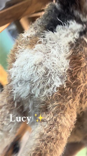 From Rags to Riches: The Groomer Life Journey