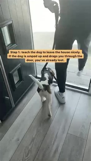 306K views · 2.7K reactions | How To Teach Your Pup To Walk Nicely…....