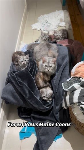 391 reactions · 57 comments | Apparently, we need to catch up on the washing 藍殺♥️￼#mainecoon #australia #tiktokaustralia #mainecoonfun #mainecoons #trendingtiktok #mainecoonkitten #mainecooncat #catlovers #trending #mainecoonbreeder #trendingvideo #trendingshorts #cat #kitten #cute #catsoftiktok #foryou #fyp #funny #fun | Forest Paws Maine Coons Australia | Facebook