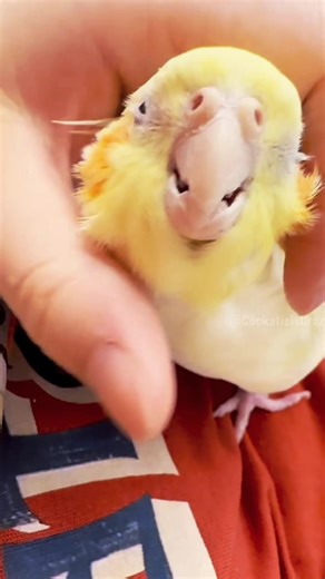 Adorable Baby Cockatiel Moments That Melt Hearts