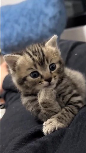 Cat With Infinite Rizz😹