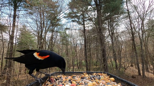 Northern Cardinal, Blue Jay, Red-Winged Blackbird, Red-bellied Woodpecker | Critter Cam