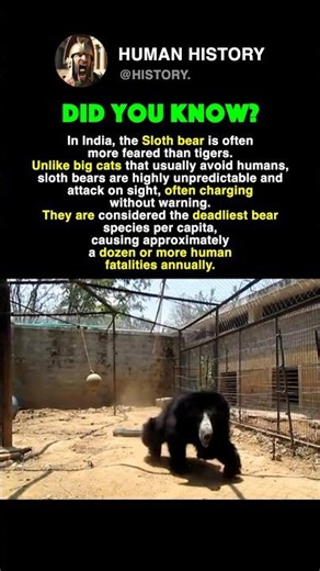 This Is A Sloth Bear #history #facts