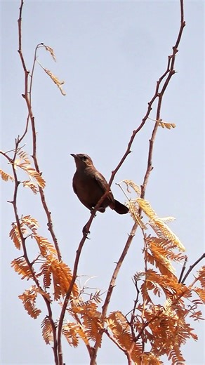 Indian Robin Bird Singing on Dry Branch | Beautiful Black Bird with Golden Leaves