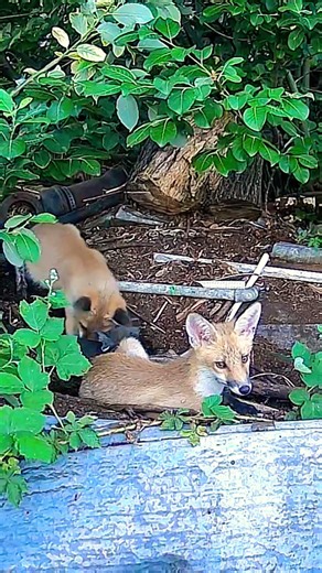 Fuchs in Garten #nature #wildlife #animals
