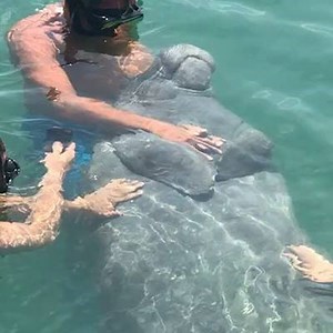 1.5K views · 46 reactions | Friendly guest in our marina#treasurecaymarina #treasurecayresort #abaco #bahamas | Treasure Cay Hotel Resort & Marina, Abaco Bahamas | Facebook