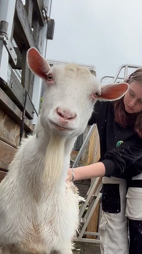 It’s beginning to look a lot like… CREATIVE GOAT GROOMING 🎄✂️😱 The Christmas transformations are about to go OFF 🎄🔥 What should I do on them this year?! 😱✨ I need ideas!! #doggrooming #dogspa #doggroomer #petgroomer #aucklanddogs #dogsofnz #gentlegrooming #doglover #puppylove #doglife #goat #goatgrooming #christmas | MDG Mykey's Dog Grooming