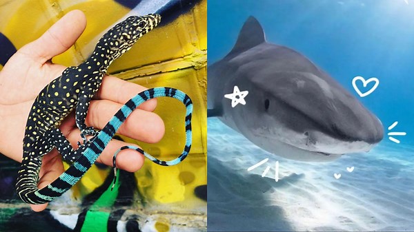 Charming Moments of Playful Animals in Action