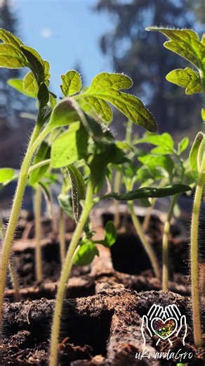 Food Sovereignty and Collective Liberation Anthem