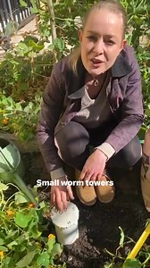 🪱 Why every organic garden needs a worm tower 🌱 Small worm towers are one of the most underrated tools you can add to your garden. They give you all the benefits of a worm farm without the constant monitoring and maintenance. Unlike traditional worm farms that use non-indigenous composting worms, worm towers work with the natural earthworms already living in your soil — the ones perfectly adapted to your garden. As these worms feed, they produce nutrient-rich worm manure right where your plant