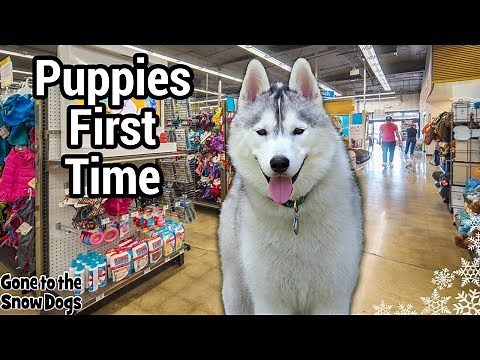 Husky Puppy First Time at Petco | Husky Puppy Shopping at Petco