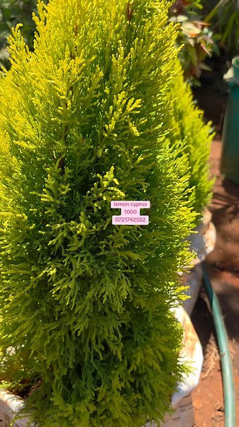 Lemon Cypress Care Guide for Home Gardens