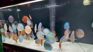 Come see our new Na Discus shipment that arrived this week. From 3” to 7” and all the sizes in between plus all the colors! Store open daily 11-7 | Aqua Life Aquarium