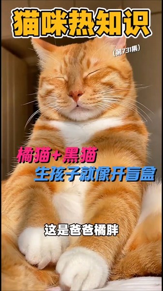橘猫和黑猫生孩子就像开盲盒。 #animals #神奇动物在哪里