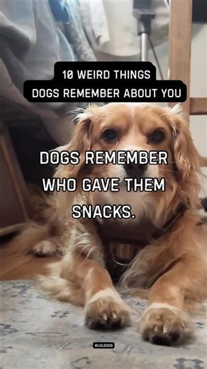 Dogs remember who gave them snacks. Generosity strengthens memory.