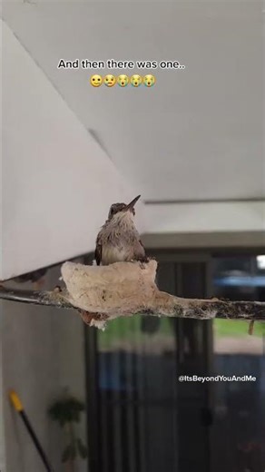 First Flight! Soaring into new beginnings #babyhummingbirds