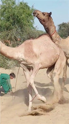 camel funny sound 😅#shorts