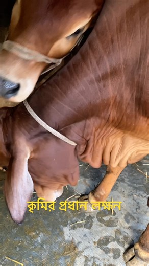 গরুর কৃমির প্রধান লক্ষণ ও প্রতিকার | Cow Worm Symptoms and Treatment | গরু পালন টিপস