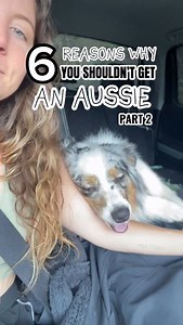 28K views · 2.5K reactions |  Thinking about getting an Aussie? Read...