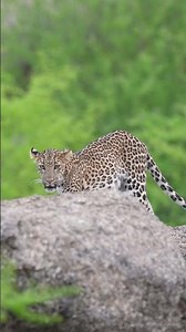 Leopards’ Kingdom – The Reign of Jawai 🐆👑⛰️ | Neel Sarkhedi