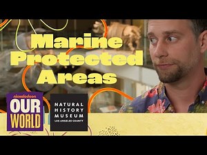 Science of SpongeBob: How can we preserve Bikini Bottoms around the world?