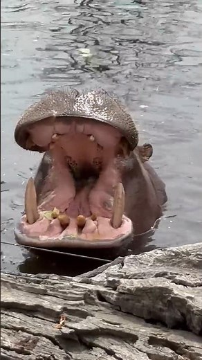 Hippo vs Tiger
