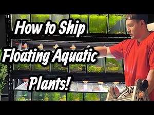 Safely Shipping Live Aquarium Plants – Step-by-Step Guide