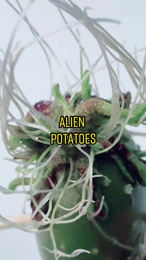 Grow some potatoes! 🥔🌱 #potato #plants #planttips #garden #gardening101 #planttiktok #plantbased #diy #howto #lifehack #hacks #alien #plantlover