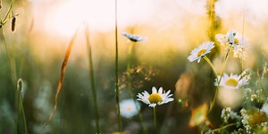 Вихідні та святкові дні у травні 2023. Коли та скільки відпочиватимуть українці в умовах воєнного стану