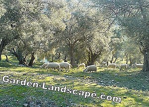 Növények: Istenek Fája, Ailanthus Altissima - Jellemzők És Gondozás A Kertben | 2025