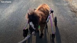 Mini Horse Walks Again Thanks To Wheelchair