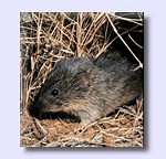 Study: men with genetic variant struggle with commitment