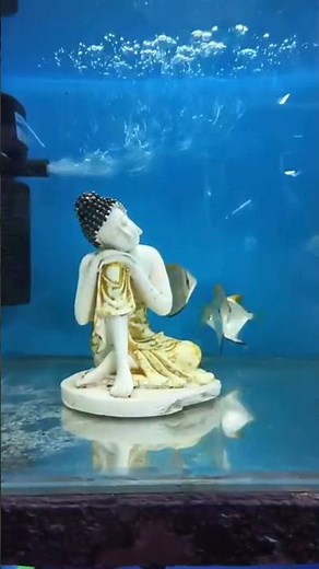 Graceful Mono Angelfish 🐟✨ | Silver Beauty in the Aquarium | Relaxing Short