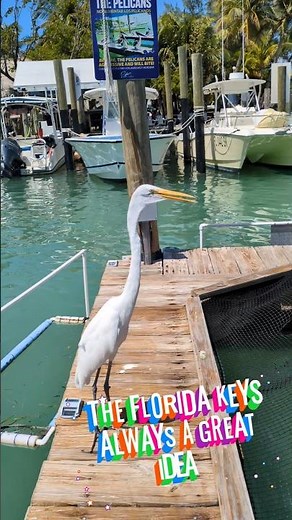 Robbie's Islamorada, The Florida Keys