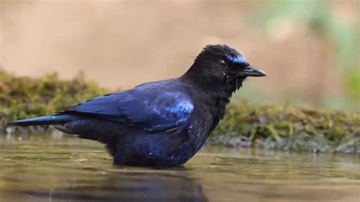 19 reactions | Did you know?  The Malabar Whistling Thrush is famous for mimicking whistles, camera sounds, and even human tunes. Shy by nature, but loud by voice, this bird is a true soundtrack of the Western Ghats. At Kaare Koolu, nature doesn’t just surround you. It sings to you. #WhistlingThrush #JungleLife #KaareKoolu #BirdsOfWesternGhats #NatureLovers #sakleshpur | Kaare Koolu Jungle Resort | Facebook
