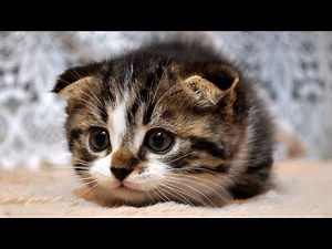 可愛い動きのマンチカンの子猫 Very cute kitty!