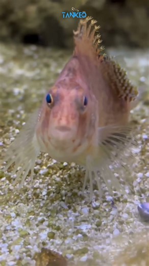 HAWKFISH | TANKED IND | @tanked_ind