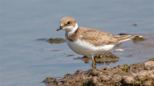 Birds to look out for in March - Little Ringed Plover | Phil Gower Bird Photography