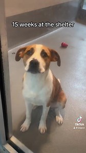 Here are some of our adoptable dogs at our New Orleans campus who are ready for their forever home. We are at max capacity, so if you are interested in adopting or fostering, please stop by! | The Louisiana SPCA