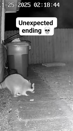 Raccoon vs Fox: Intense Night-Vision Showdown Caught on Security Camera #nightvision #wildlife | Night Vision Wild Battles