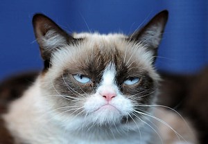 The Absolute Grumpiest Grumpy Cat Memes From Over the Years