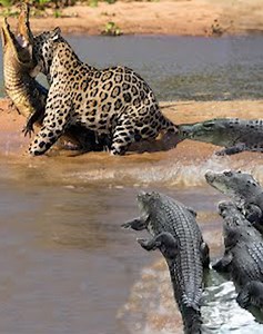 28 Cruel Moments When Animals Hunt and Eat Their Prey Caught on Camera 🐆vs🐊 | Animals Life
