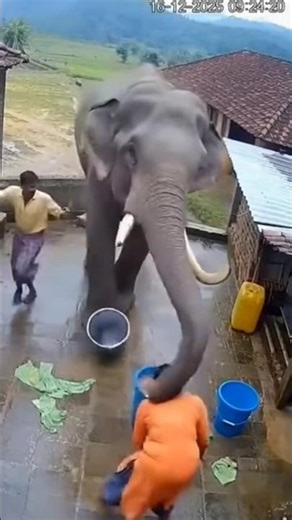Wild Elephant Approaches Woman — Shocking Moment 16, 2025