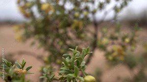 Creosote Bush or Larrea plant with dew, Mojave Desert, Close Up Rack Focus Stock Video