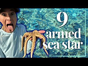 The Incredible 9-Armed Starfish (and Its Unique Tube Feet)